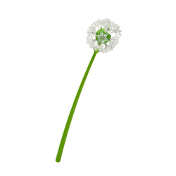 Набор канцелярских кнопок wishpins