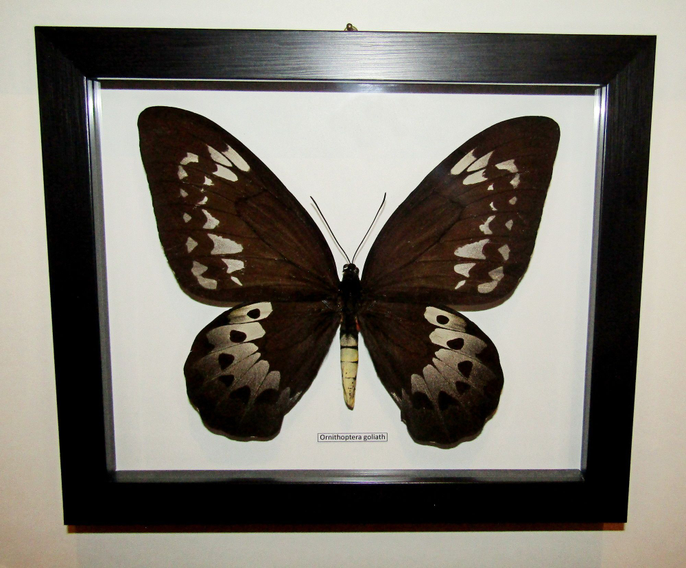 Бабочка Ornithoptera goliath самка в рамке