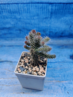 Opuntia Spinosior (Опунция)