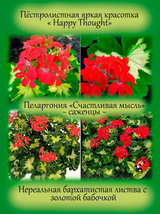 Пеларгония Счастливая мысль Happy Thought герань