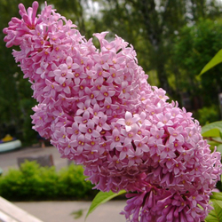 Сирень Венгерская (6-летняя)