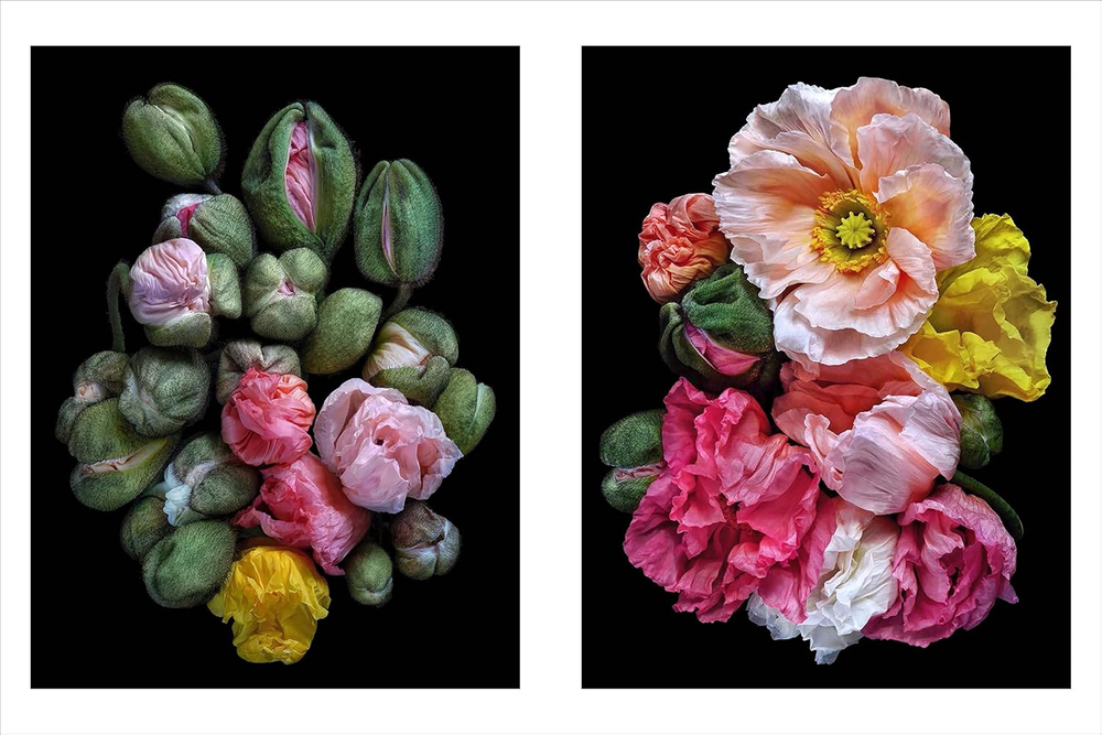 Beauty in Bloom: Floral Portraits