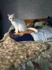 Фотография покупателя 15 - Дакимакура на заказ со своим принтом