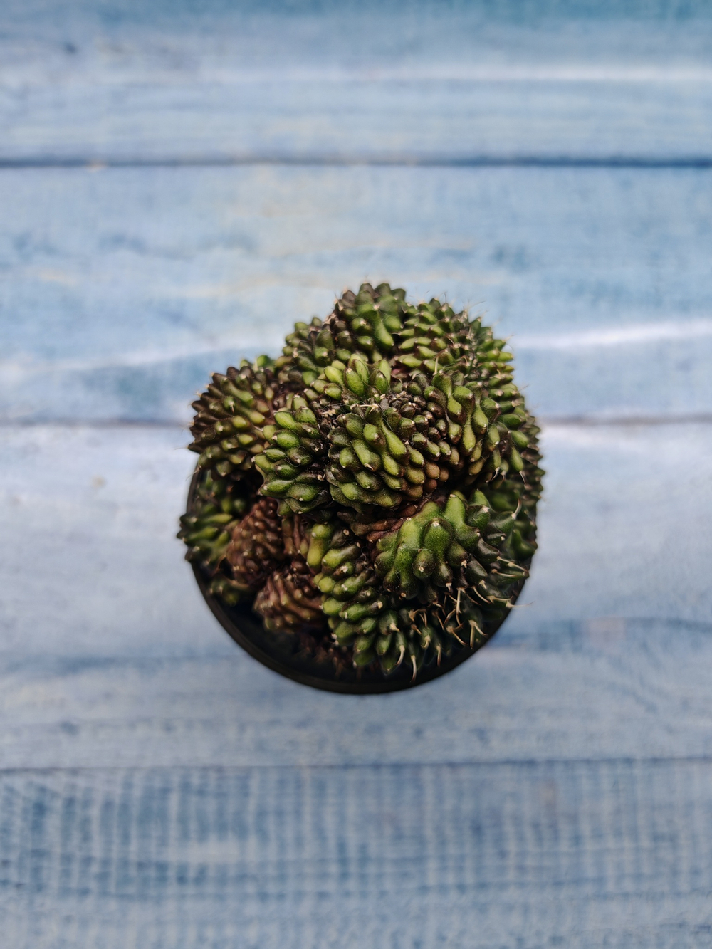 Gymnocalycium Spineless Crested form (Гимнокалициум Кристатный)
