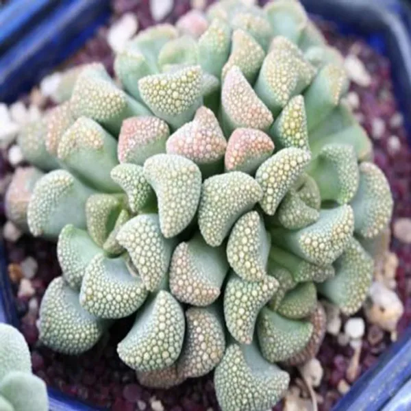 Титанопсис Titanopsis Luederitzii семена 4 шт