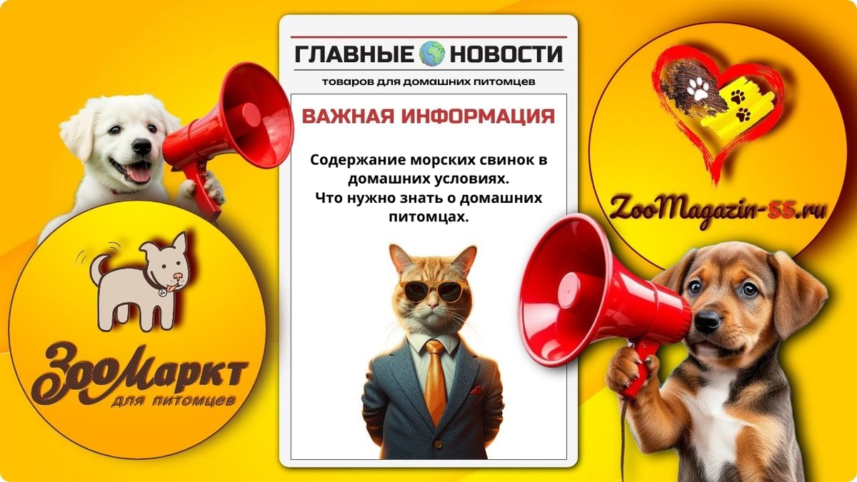 Уход и содержание морских свинок в домашних условиях