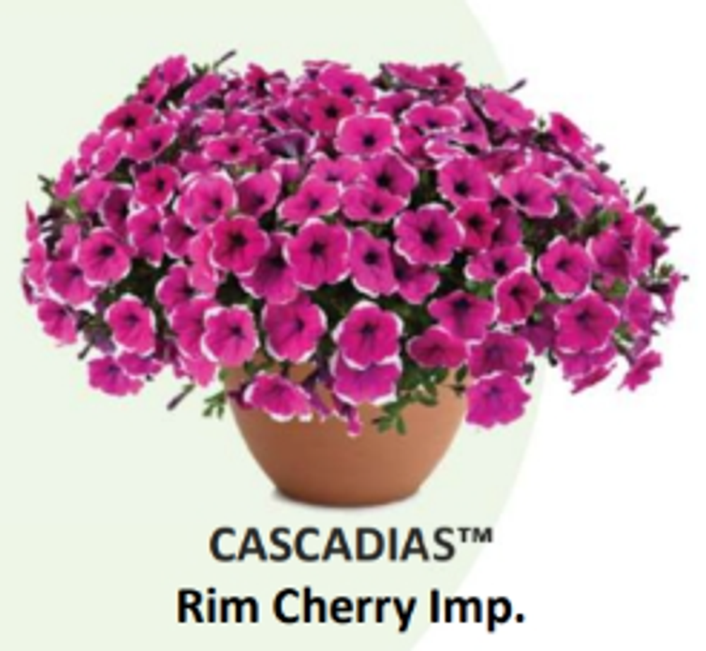 ЕВРО Петуния CASCADIAS Rim Cherry Imp. ЕВРО укорененный черенок начало января поставка 9