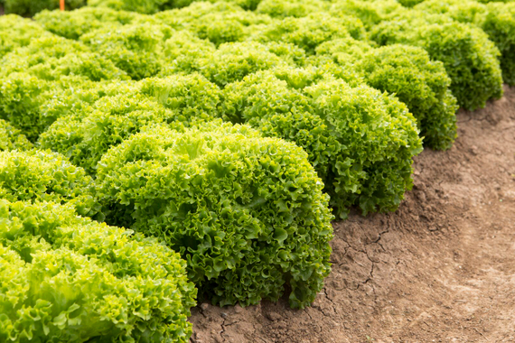 Лизбоа семена салата лолло блонда (Rijk Zwaan / Райк Цваан) – фото 1