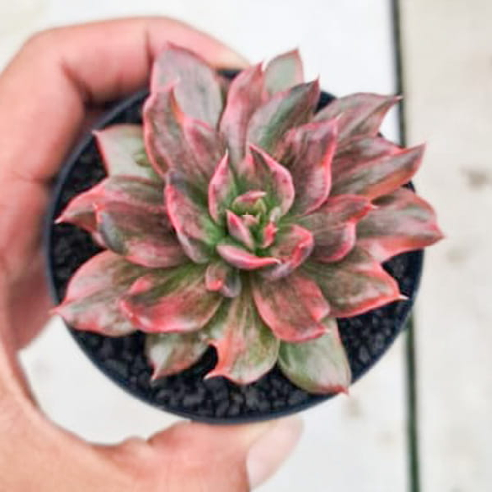 Эхеверия RED PRINCE