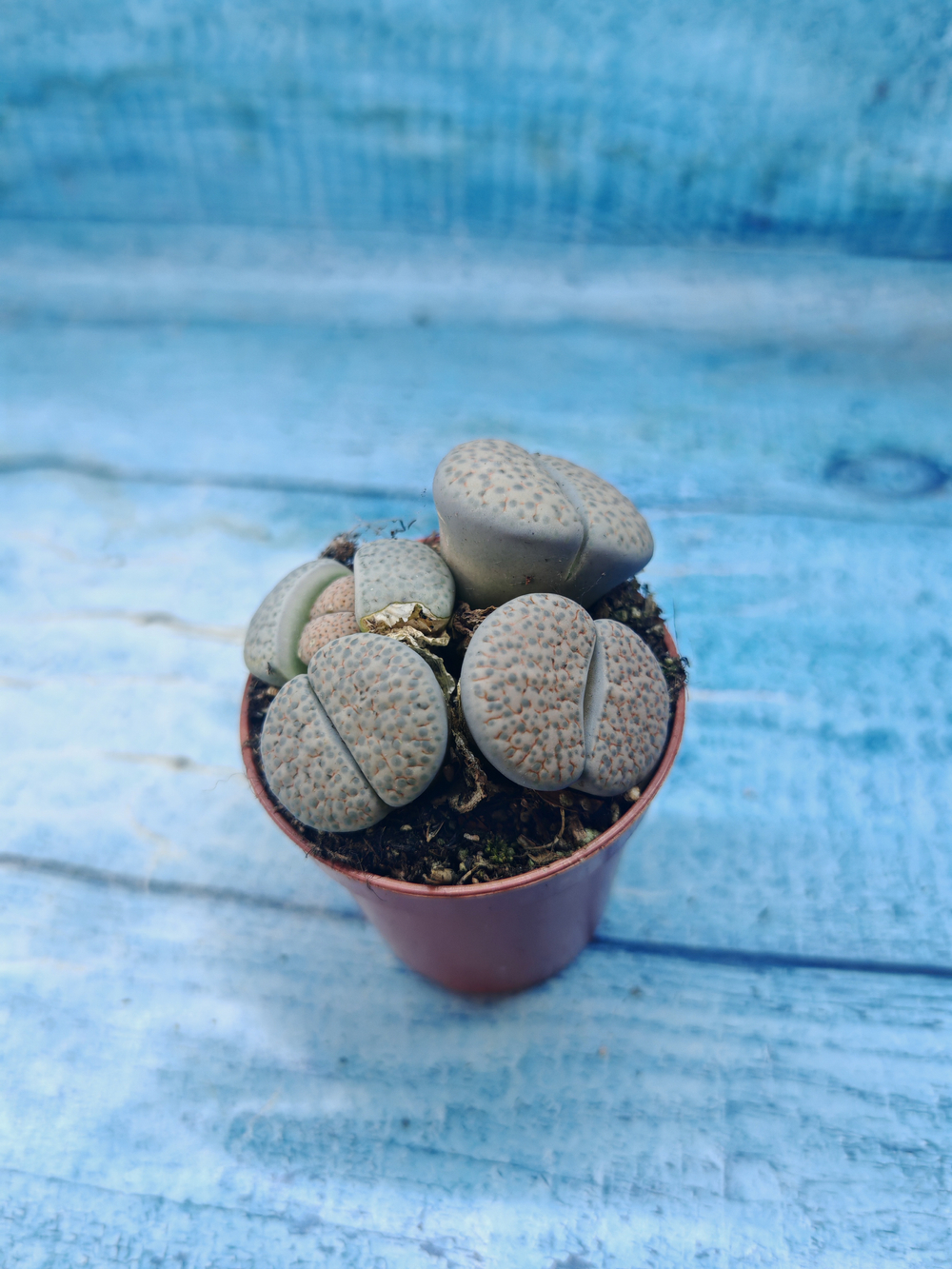 Lithops sp. (Литопсы)