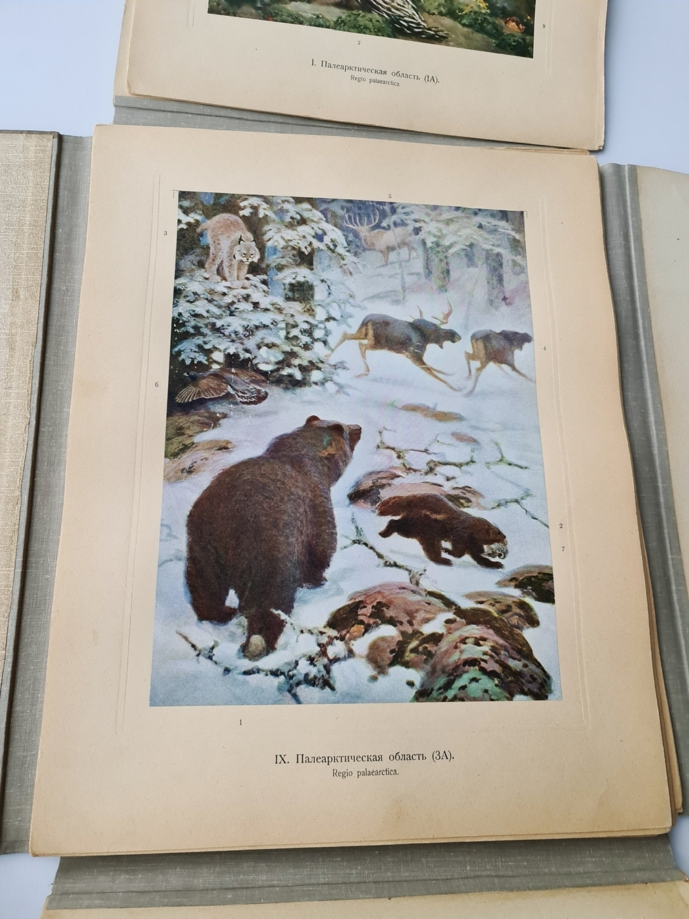 "Зоогеографический атлас". М.А. Мензбир. 1912 г. - редкая книга