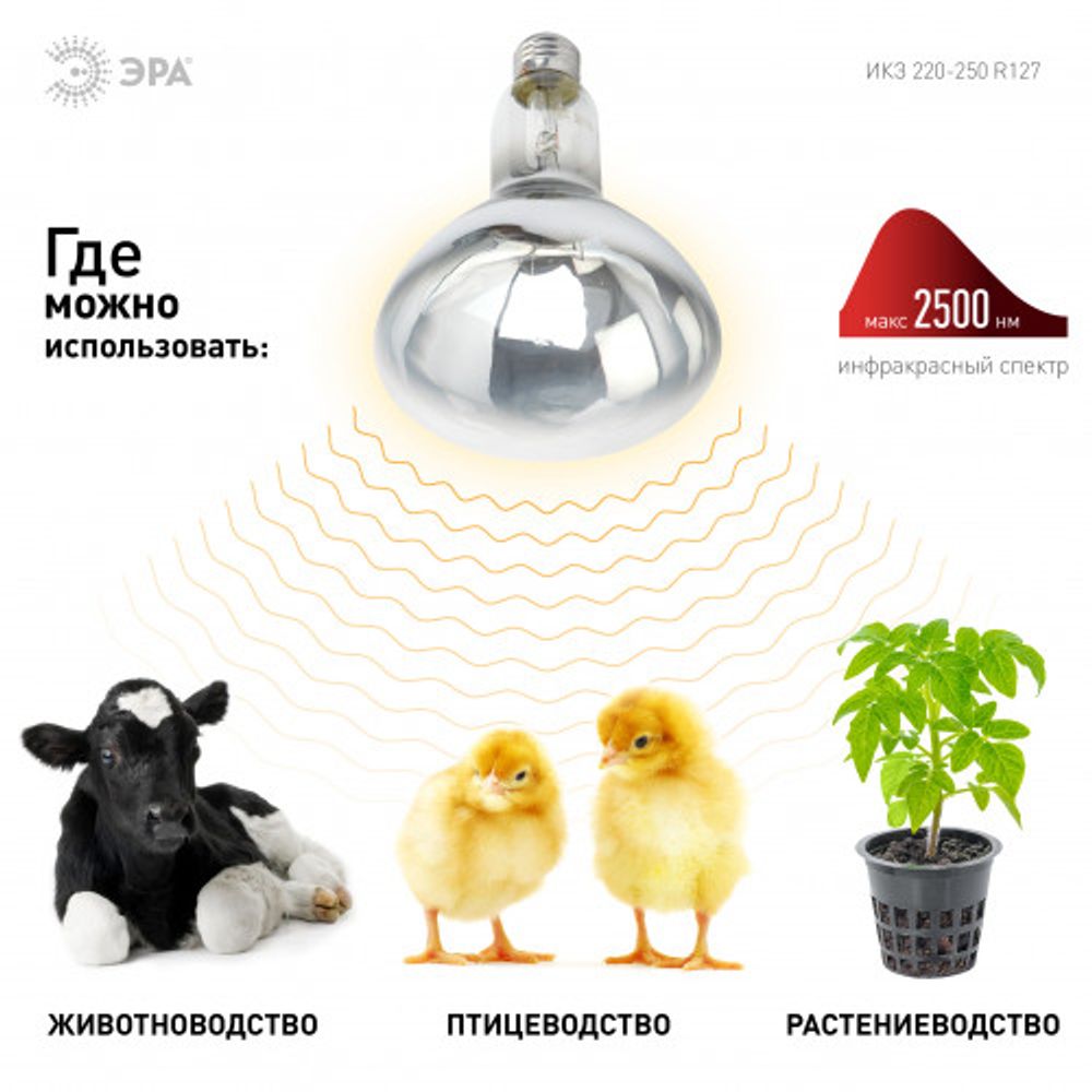 Термоизлучатель инфракрасный зеркальный ЭРА ИКЗ 220-250 R127 для обогрева животных и освещения 220-250 Вт Е27 1 шт | Инфракрасные лампы