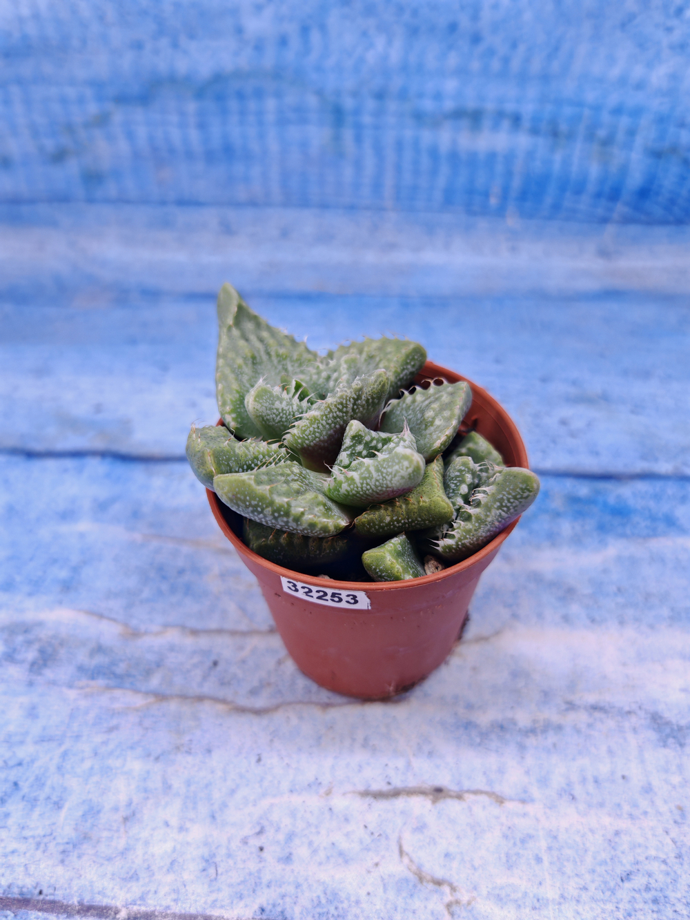 Faucaria Tuberculosa (Фаукария)