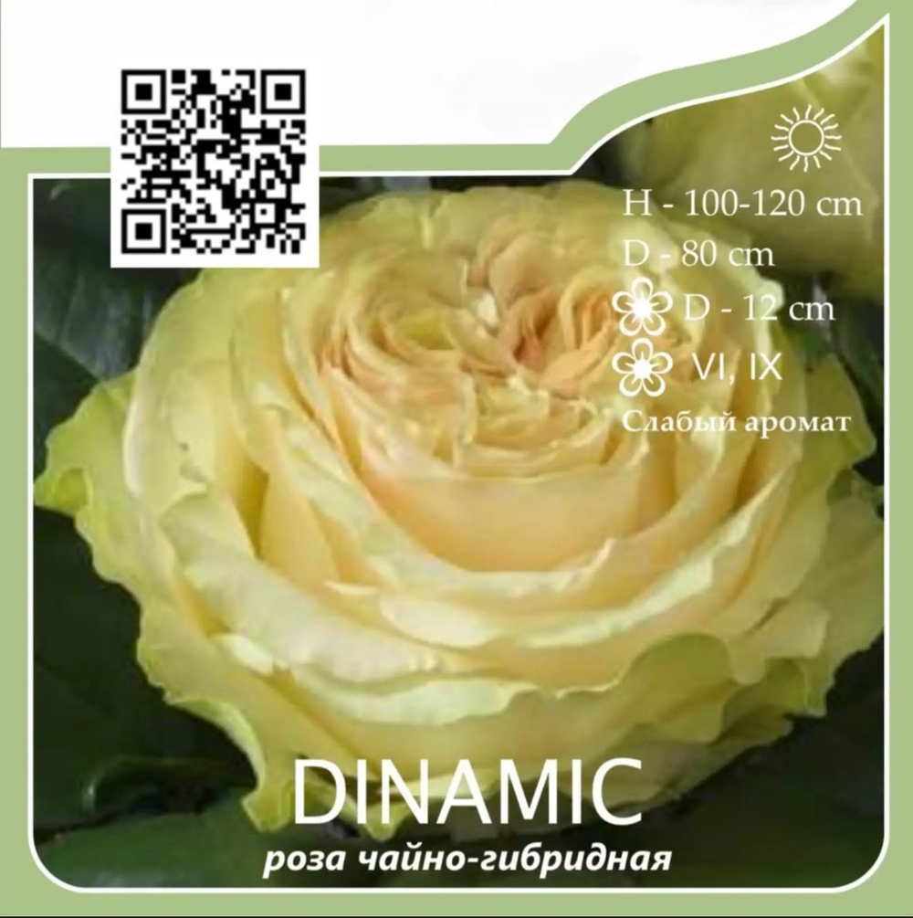 Роза чайно-гибридная "Dinamic"