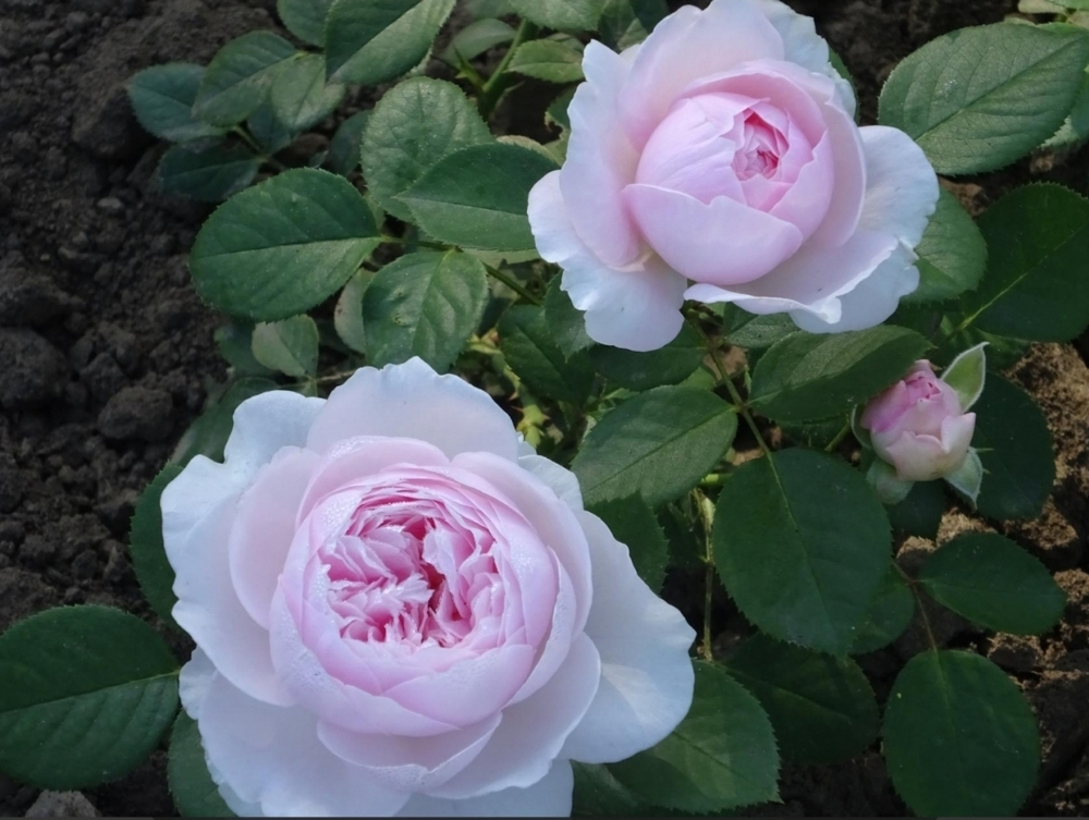 Роза Герцогиня Кристина (Herzogin Christiana)