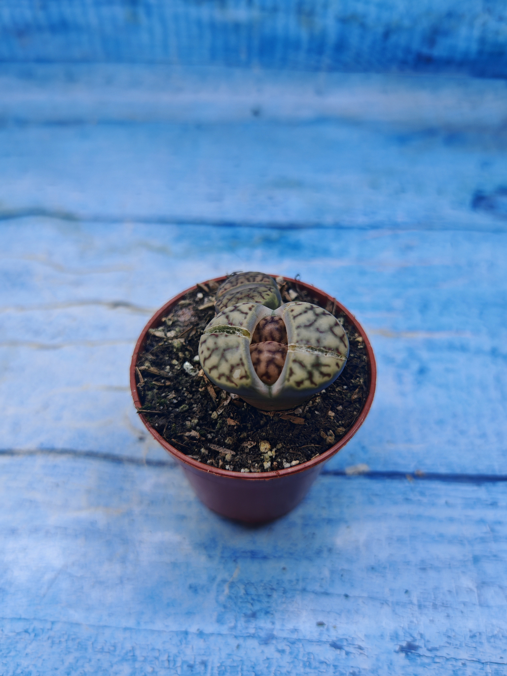 Lithops sp. (Литопсы)