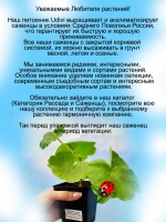 Пеларгония Розовый странник розебудная Пинк Рамблер