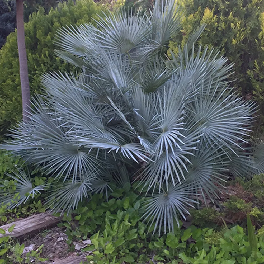 Хамеропс приземистый cerifera (Chamaerops humilis var. cerifera) семена 3 шт