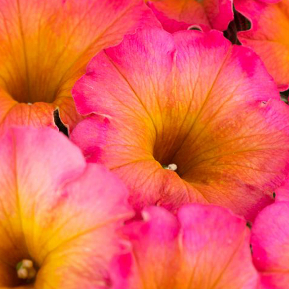 ЕВРО Петуния Flower Shower Mayan Sunset укорененный черенок ОКС