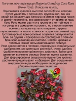 Бегония вечноцветущая Коко Роуз