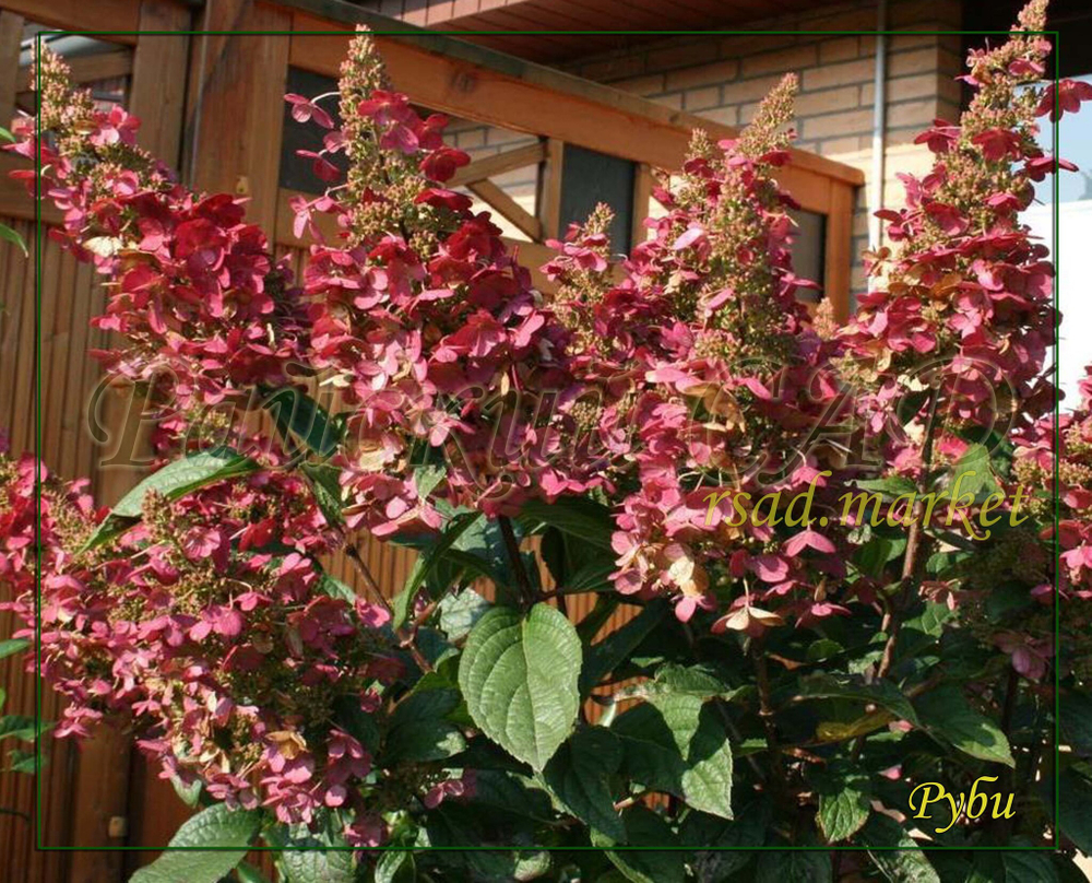 Гортензия метельчатая Руби (Hydrangea paniculata Ruby)