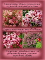 Сирень Ред Пикси повторноцветущая