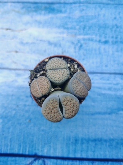 Lithops sp. (Литопсы)
