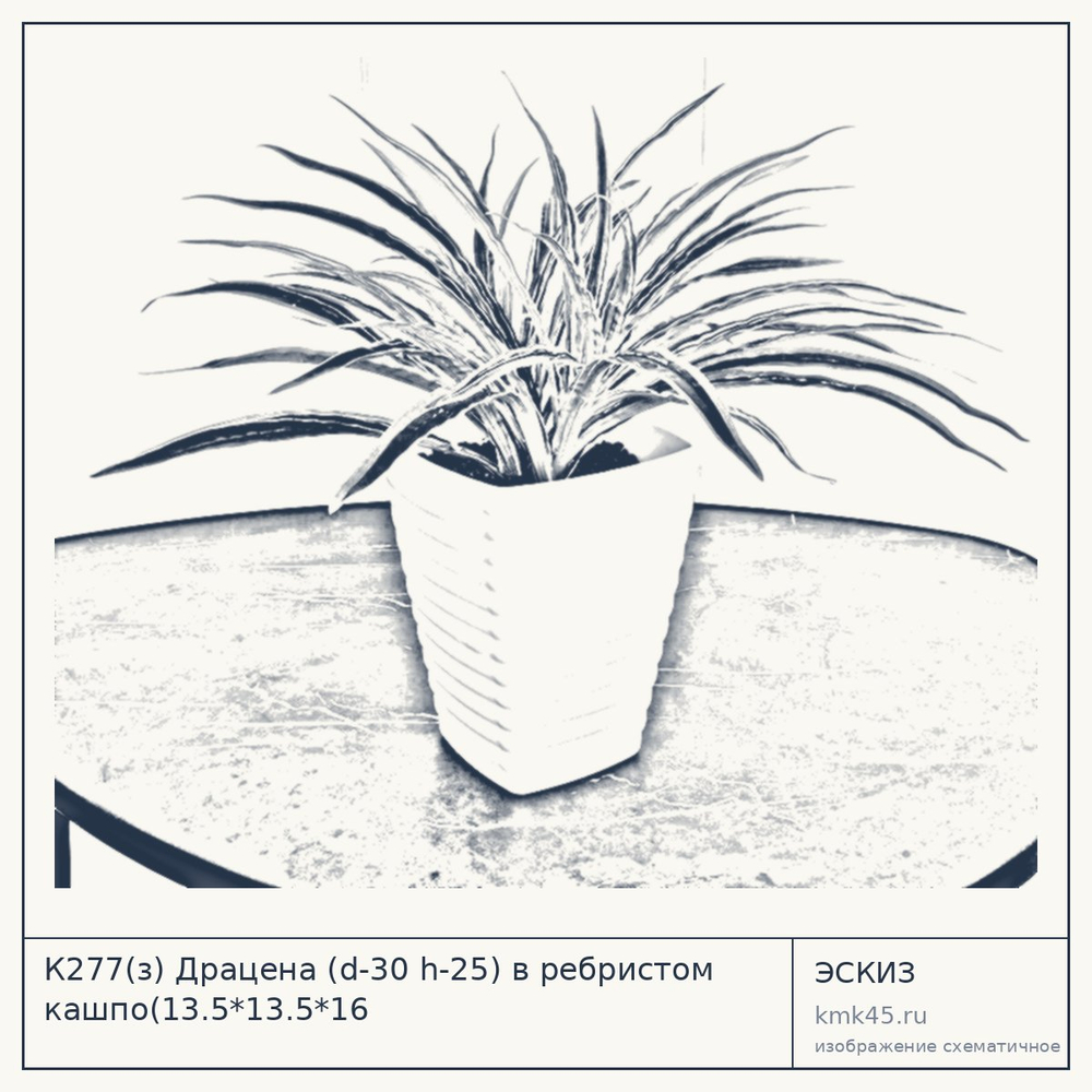 Эскиз: К277(з) Драцена (d-30 h-25) в ребристом кашпо(13.5*13.5*16