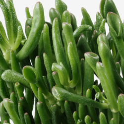 IKEA SUCCULENT  (ИКЕА СУССУЛЕНТ)  -  Комнатное растение в горшке - разные расцветки 15 см