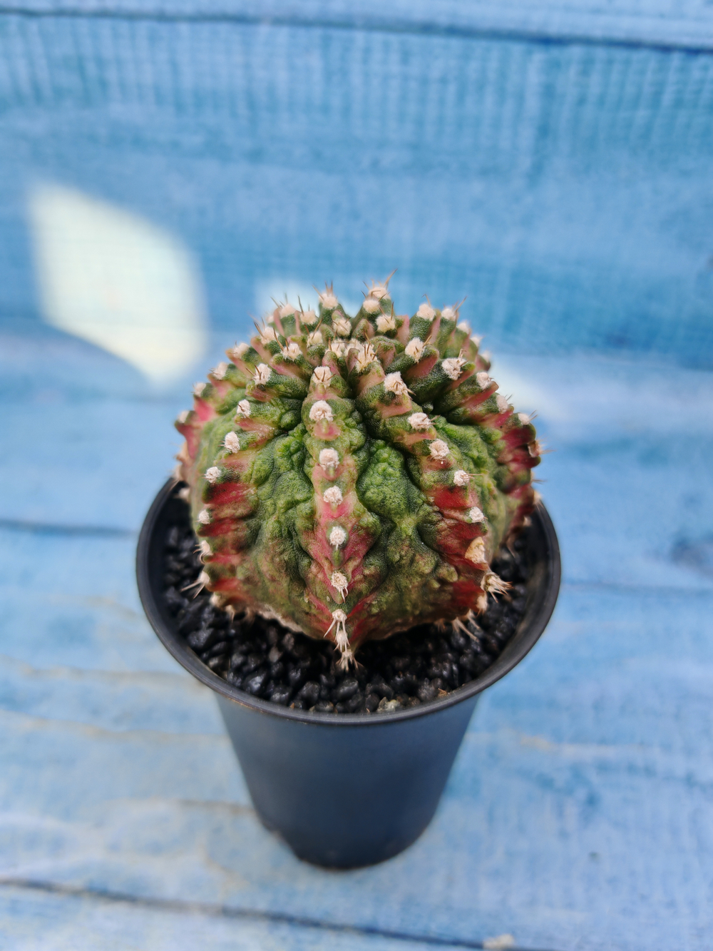 Gymnocalycium T-Rex Pink hybrid (Гимнокалициум)