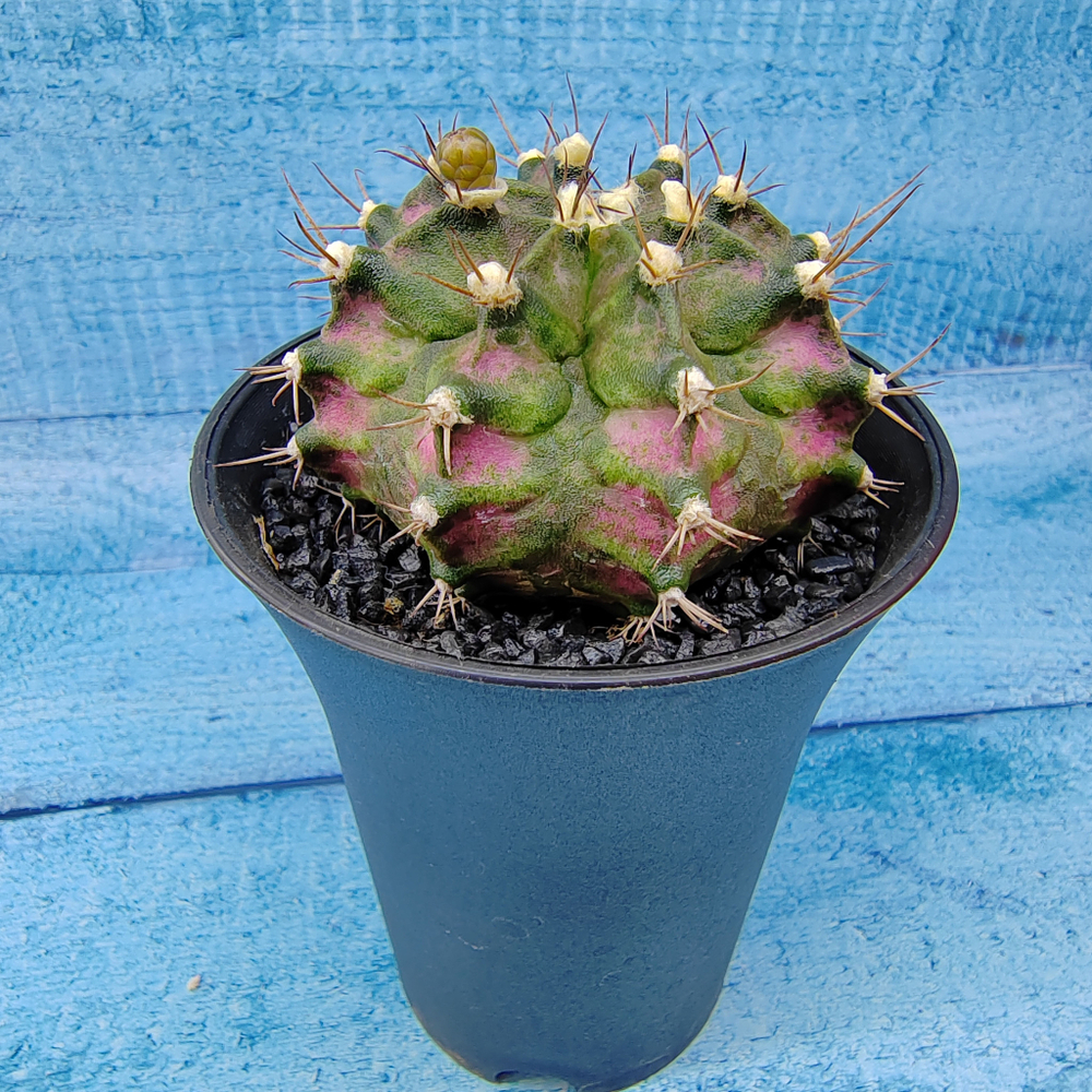 Gymnocalycium T-Rex Pink hybride (Гимнокалициум T-rex)