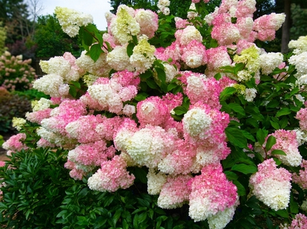 Гортензия метельчатая «Ванилла Фрейз» (Hydrangea paniculata 'Vanille Fraise' / 'Renhy')