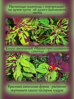 Колеус ампельный Мания преследования Трайлинг Психолеус