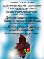 Колеус Черный Принц вегетативный