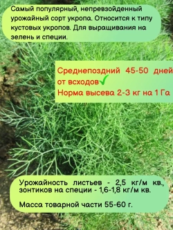Укропа Аллигатор кустовой на зелень