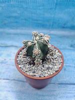 Astrophytum Myriostigma "Hakujo Fukuryu" (Астрофитум)