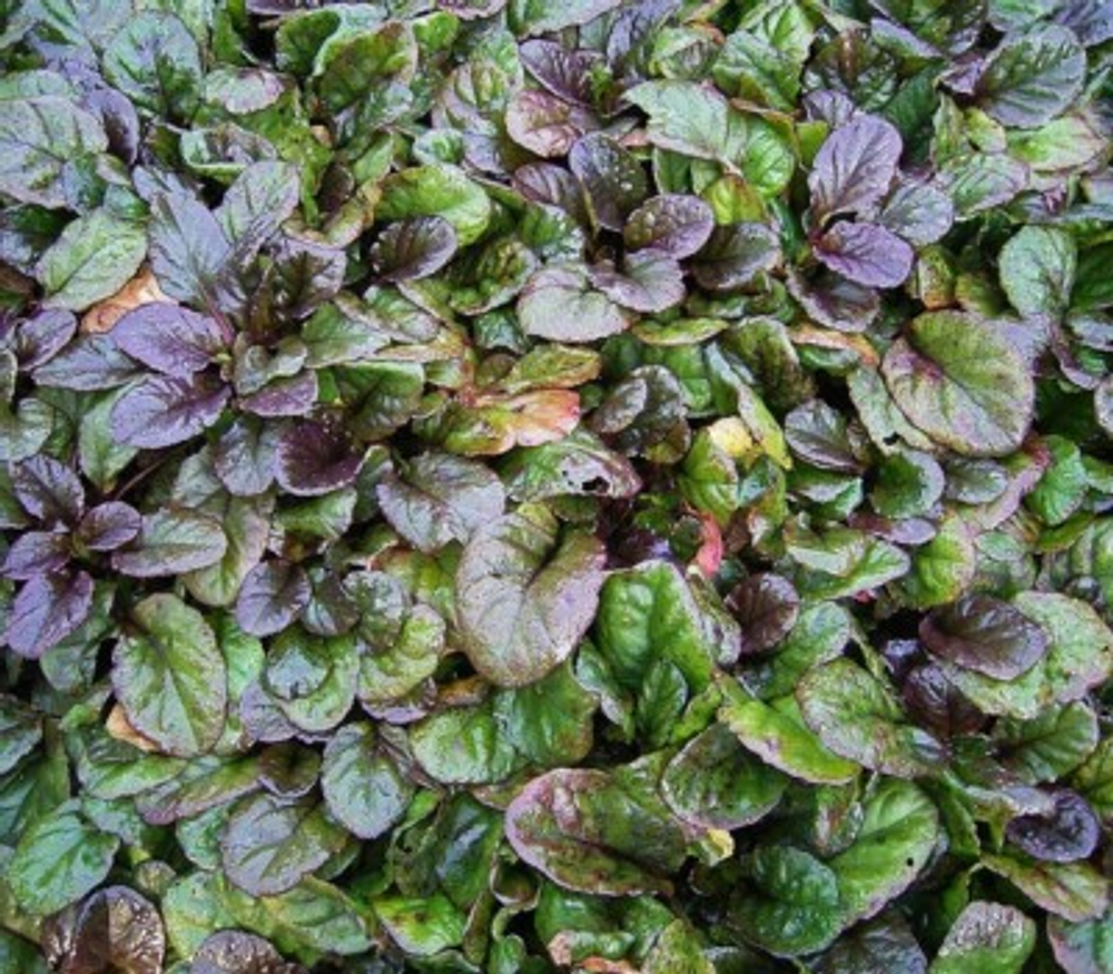 Живучка ползучая "Артропурпуреа". Ajuga reptans L. "Artropupurea".