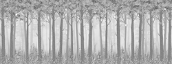 FAIRY FOXES 16