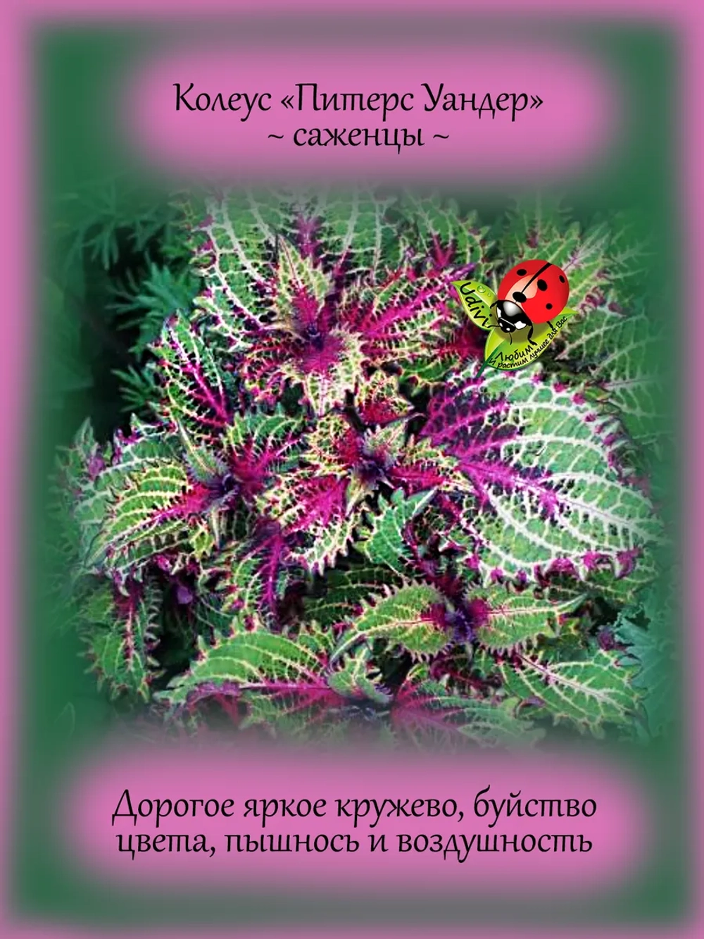 Колеус Питерс Уандер вегетативный