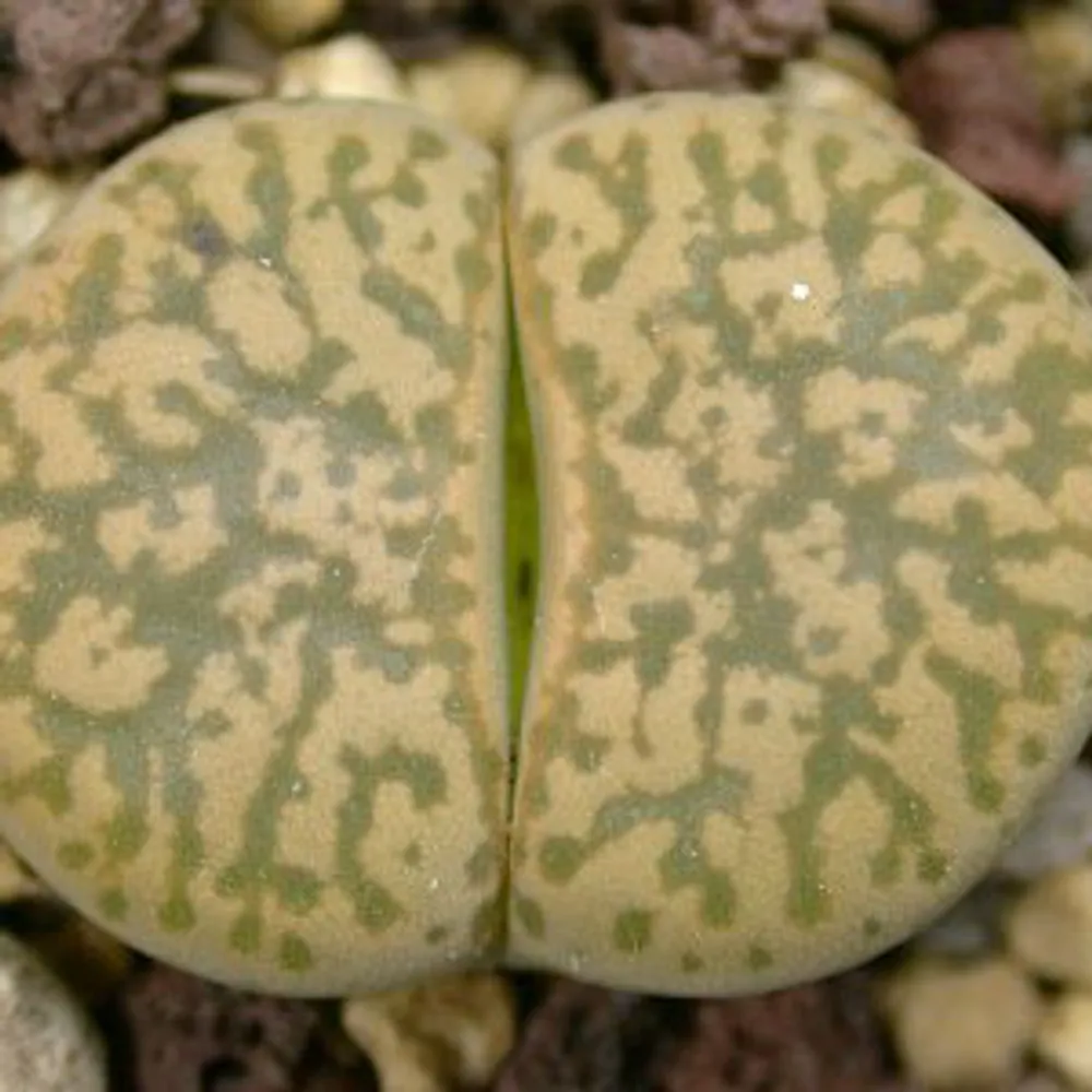 Литопс (C207 Lithops gesinae v. gesinae) живые камни семена