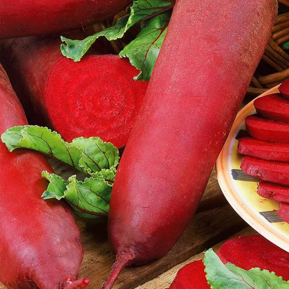 Кариллон семена свеклы (Rijk Zwaan / ALEXAGRO) культура – фото 4