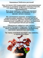 Гейхера Рио яркая многолетник