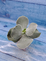 Cotyledon Orbiculata (Котиледон)