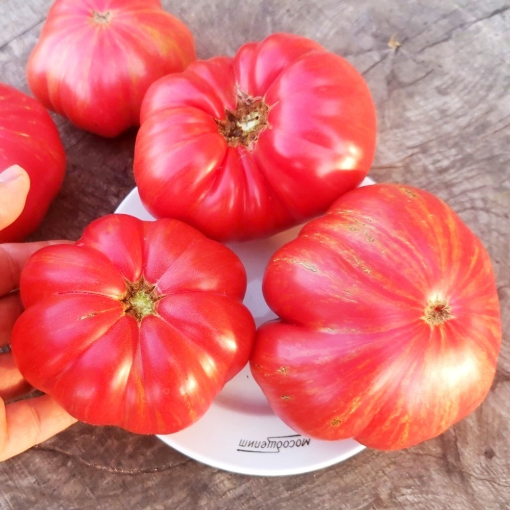 Помидоры Джаз - Jazz Tomato