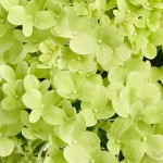Пандора (Hydrangea paniculata Pandora)