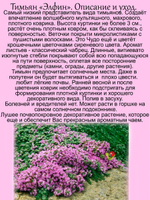 Тимьян Элфин почвопокровный чабрец пряное растение