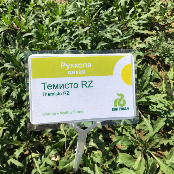 ТЕМИСТО семена рукколы ( Rijk Zwaan / ALEXAGRO ) – фото 3