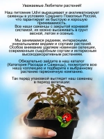 Астильба Диамант многолетняя