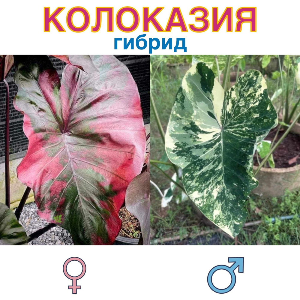 Колоказия гибрид Suksathid х Diamond drop семена 5 штук