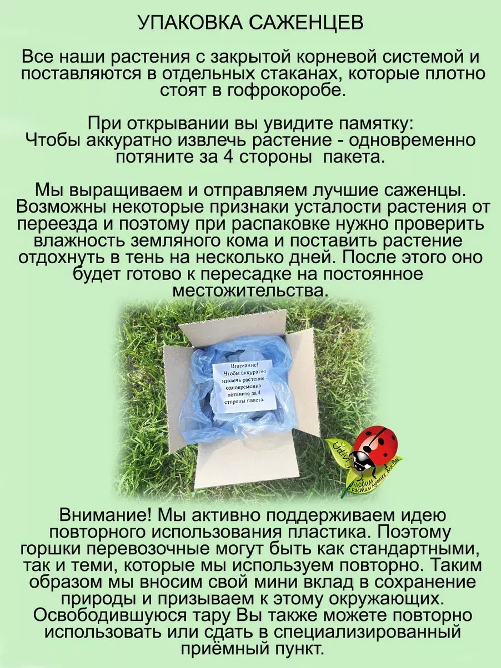 Рябина Мичуринская Десертная